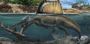 Spinosaurus Could Hunt Underwater Thanks To Dense Bones