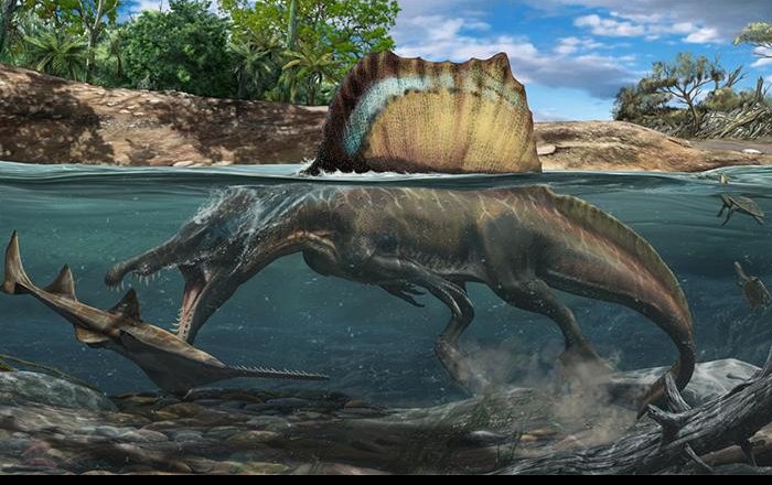 Spinosaurus Could Hunt Underwater Thanks To Dense Bones