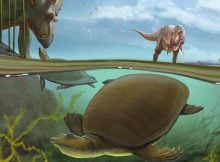 New Species Of Softshell Turtle That Lived In North Dakota 66.5 Million Years Ago With Dinosaurs Discovered