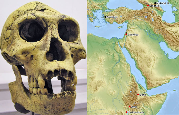 1.5-Million-Year-Old Hominin Fossil Reveals Missing Link In Human Evolution