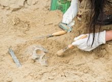 Discovery In Alabama Reveals Evidence Of Skull Surgery In North America Thousands Of Years Earlier Than Previously Thought