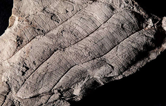 First Leaf Fossils Study Reveals An Ancient 4 Million-Year-Old Forest In Borneo