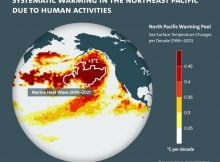 The increase of water temperature over the northeast Pacfic Ocean from 1996 to 2021 (Pacfic warming pool). The measurments are shown in °C per decade increase. The white counter represents the 2019-2021 marine heatwave co-located with the “warming pool”. Credit: UHH/CLICCS/A. Barkhordarian