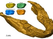 Fossil Tooth Analysis Sheds More Light On Earliest Humans From Southern Africa