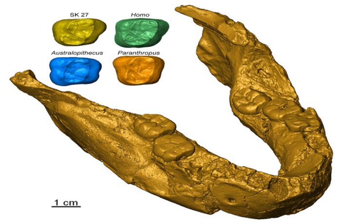 Fossil Tooth Analysis Sheds More Light On Earliest Humans From Southern Africa