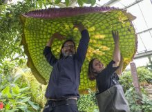 'One Of The Botanical Wonders Of The World': Giant Waterlily Grown At Kew Gardens Named New To Science