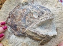 183-Million-Year-Old Fossils: Jurassic Marine World In A Farmer’s Field