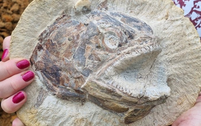 183-Million-Year-Old Fossils: Jurassic Marine World In A Farmer’s Field