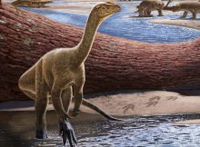 Discovery And Naming Of Africa's Oldest Known Dinosaur