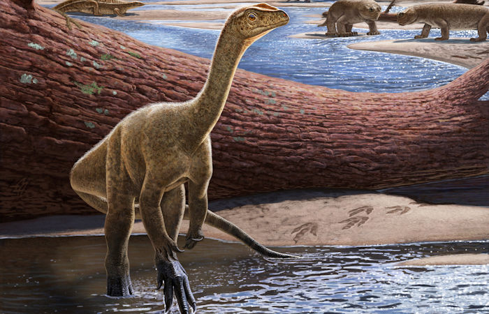 Discovery And Naming Of Africa's Oldest Known Dinosaur