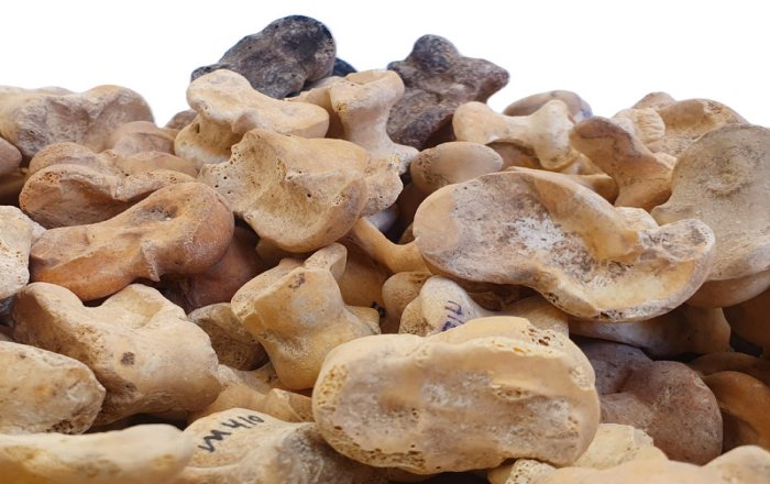 Rare Discovery: 530 Knuckle Bones 'Astragali' For Gaming And Divination Discovered In Ancient City Of Maresha