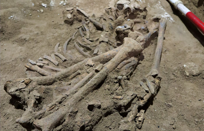 31,000-Year-Old Skeleton Missing Foot May Show Oldest Amputation ...