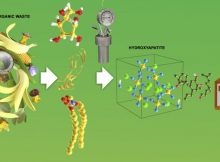 Graphical abstract. Credit: iScience (2022). DOI: 10.1016/j.isci.2022.104916