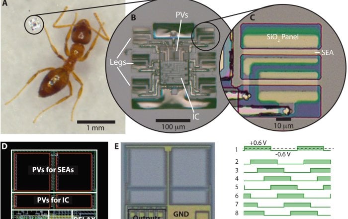 Smart Microrobots Walk Autonomously With Electronic 'Brains'