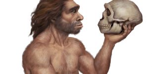 Brain Development Differs Between Neanderthals And Modern Humans - New Study