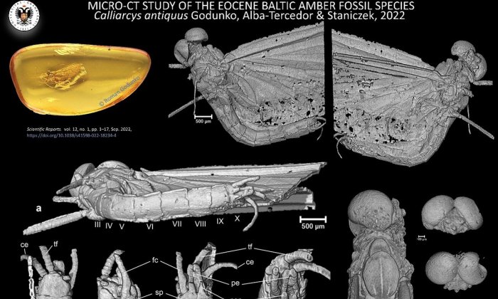 Unknown Insect Genus Trapped In Amber For Over 35 Million Years - New Discovery