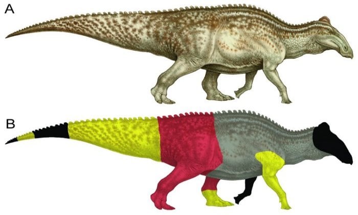 Dinosaur 'Mummies' Might Not Be As Unusual As We Think