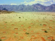 Secrets Of Namibia's Fairy Circles Solved - Self-Organizing Plants Are The Creators - New Theory