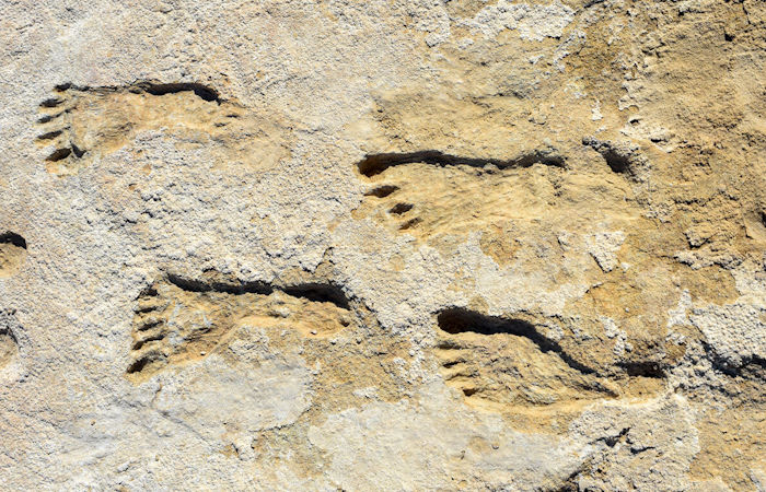 There Is A Problem With Footprints Claimed As Evidence Of Ice Age Humans In North America - Scientists Say