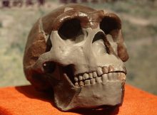 A replica of the Peking Man skull. Credit: Yan Li - CC BY-SA 3.0