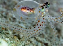 Octopuses have complex “camera” eyes, as seen here in a juvenile animal. Credit: Nir Friedman