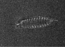 Sonar images reveal the existence of a shipwreck, possibly from the Middle Ages, at the bottom of Norway's largest lake, Mjøsa. (Photo: FFI/NTNU)