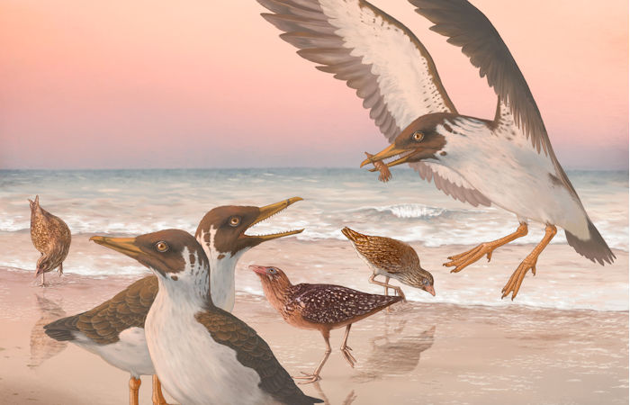 Fossil Overturns More Than A Century Of Knowledge About The Origin Of Modern Birds