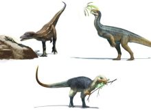 Early dinosaurs and their diets. Lesothosaurus is an omnivore, Buriolestes is a carnivore and Thecodontosaurus is an herbivore. Credit: Gabriel Ugueto