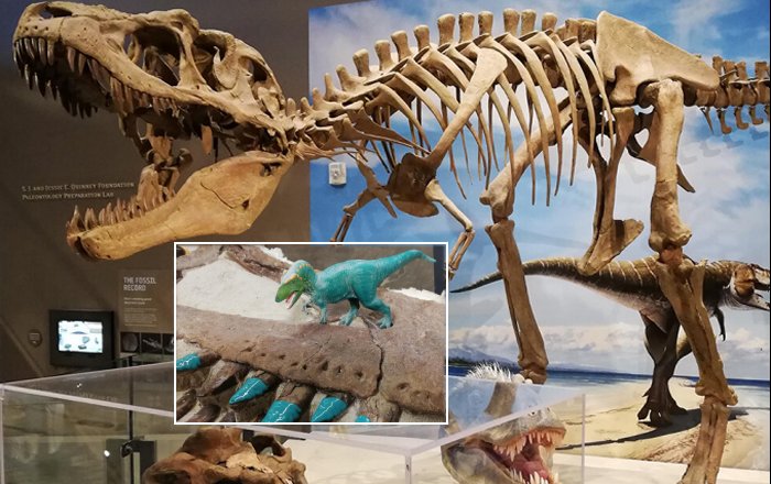 Dinosaur Teeth Reveal What They Didn't Eat - Insight Into Their Eating Habits