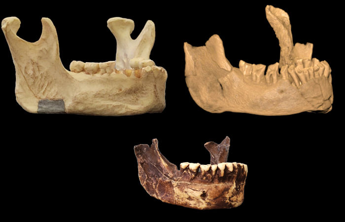 Mysterious Jawbone May Represent Earliest Presence Of Humans In Europe