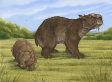 A reconstructed image of Ramsayia, alongside a modern day wombat. Credit: Eleanor Pease