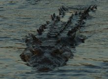 American Crocodile (Crocodylus acutus).