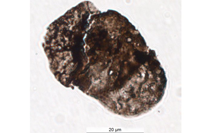 New Discovery Of Sunscreen-Like Chemicals Found In Fossil Plants Reveal UV Radiation Played A Part In Mass Extinction Events