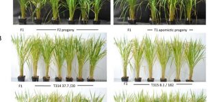 Scientific Success: Rice Breeding Breakthrough To Feed Billions