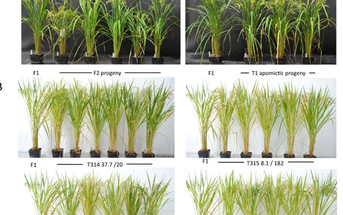 Scientific Success: Rice Breeding Breakthrough To Feed Billions