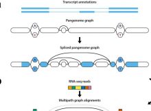 First-Ever Toolkit For RNA Sequencing Analysis Using A ‘Pantranscriptome’ - Produced By Researchers