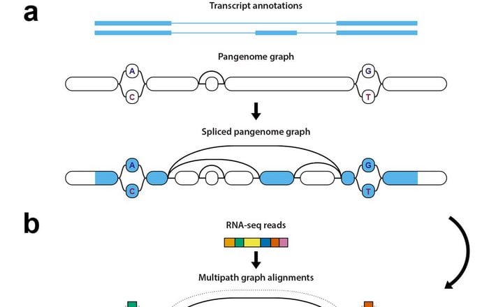 First-Ever Toolkit For RNA Sequencing Analysis Using A ‘Pantranscriptome’ - Produced By Researchers