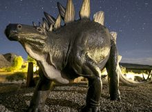 Stegosaurus is a plant eating dinosaur with plates on its back and spikes on its tail. Stegosaurus means “covered lizard,” a reference to its plates.