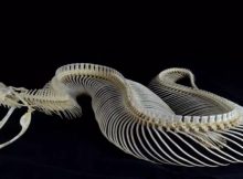 A skeleton of a Gaboon viper (Bitis gabonica). Attribution: Stefan3345, CC BY-SA 4.0, via Wikimedia Commons