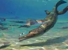 Turnersuchus hingleyae by Júlia d'Oliveira. Credit: Júlia d'Oliveira