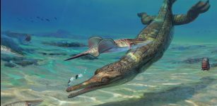 Turnersuchus hingleyae by Júlia d'Oliveira. Credit: Júlia d'Oliveira