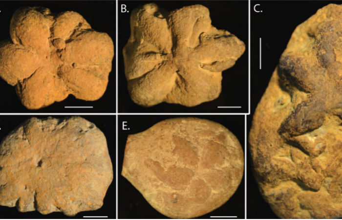 Mysterious Ancient Star-Shaped 'Fossil' Baffles Scientists - What Is It?