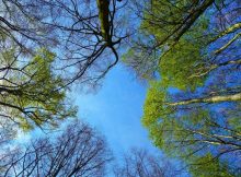 Do Forest Trees Really 'Talk' Through Underground Fungi?