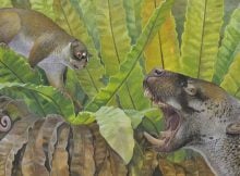 25-million-year-old fossils of a bizarre possum and strange wombat relative reveal Australia’s hidden past