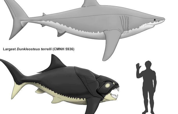 Cleveland's Prehistoric Sea Monster Had A Mouth Twice As Large As A Great White Shark