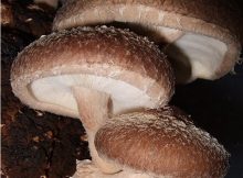 Shiitake mushroom growing on wood. Credit: frankenstoen from Portland, Oregon/Wikimedia Commons, CC BY