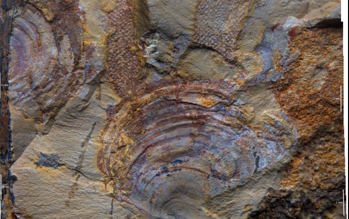 Study finds Oldest Fossils Of Mysterious Animal Group Are - Seaweeds