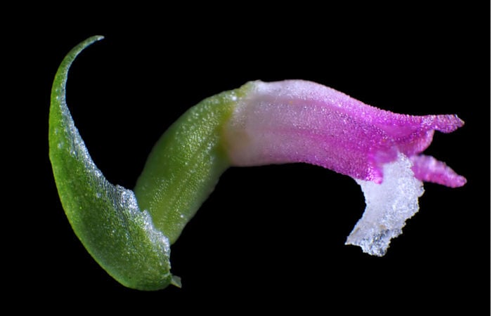 Extremely Rare And Elegant New Orchid Found Hiding In Plain Sight