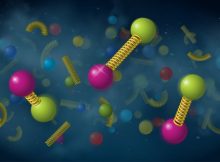 Scientists used the STAR detector at the Relativistic Heavy Ion Collider (RHIC) to track how upsilon particles dissociate in quark-gluon plasma. These upsilons are made of a bottom quark and antibottom quark held together by gluons with different binding energies: a tightly bound ground state (left), an intermediate variety (right), and the largest, most loosely bound state (center). Credit: Brookhaven National Laboratory