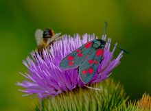 Engineered Plants Produce Sex Perfume To Trick Pests And Replace Pesticides